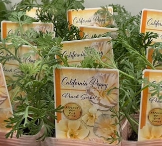 カリフォルニアポピー  ’ピーチソルベット’　 一年草   10.5cmポット
