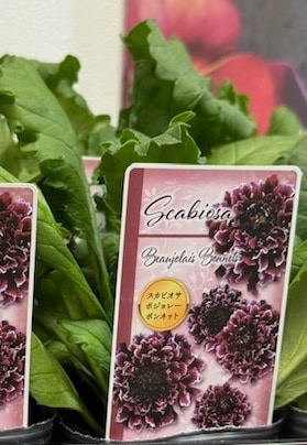 スカビオサ  ’ボジョレーボンネット’　 9cmポット