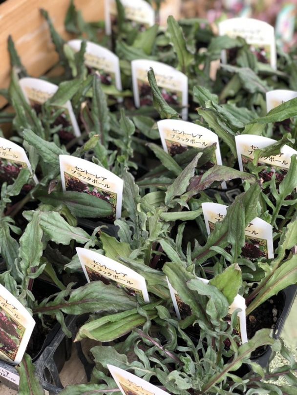 セントーレア  ’ブラックボール’　 宿根草　9cmポット