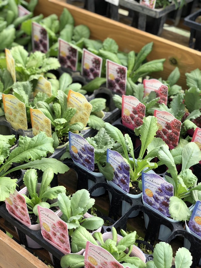 スカビオサ　’フォーミュラMix’　 9cmポット