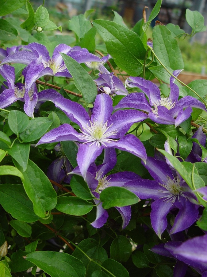 クレマチス '大流（おおながれ）’　系統：ビチセラ系　4.5号ロングポット