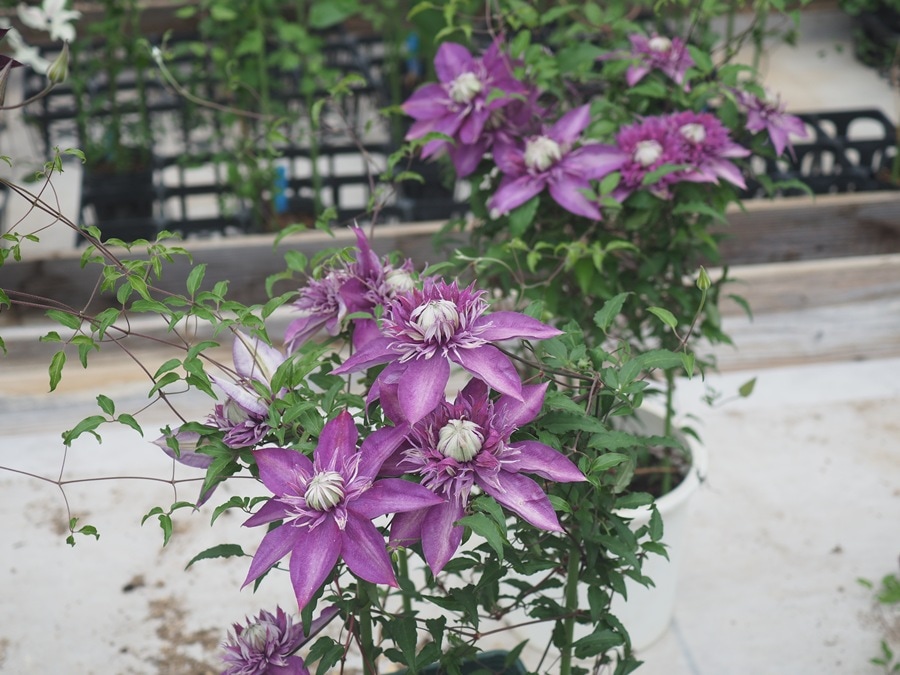 クレマチス '昇龍’　系統：フロリダ系　4.5号ロングポット《農林水産省 品種登録出願中》