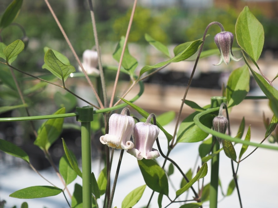 クレマチス 'はるひ野’　系統：テキセンシス・ヴィオルナ系　4.5号ロングポット