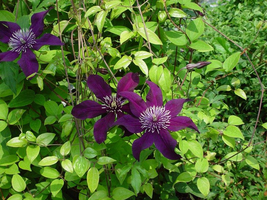 クレマチス 'パンサー’　系統：遅咲き大輪系　4.5号ロングポット