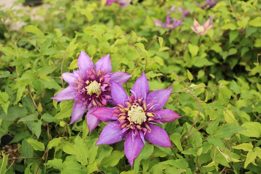 クレマチス '喝采’　系統：フロリダ系　4.5号ロングポット《農林水産省 品種登録出願中》