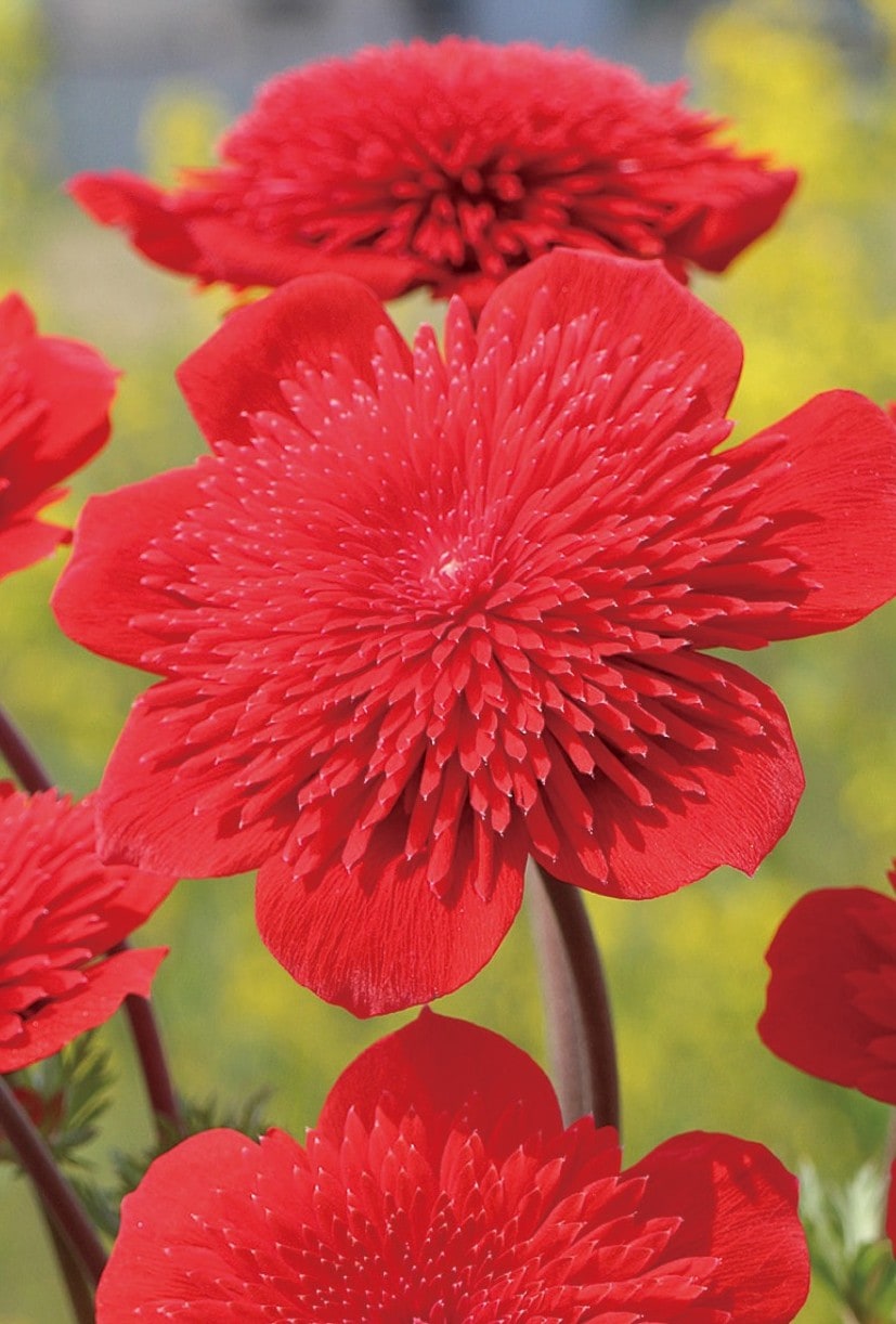 吹き詰め咲きアネモネ　希少品種　宿根草　9cmポット