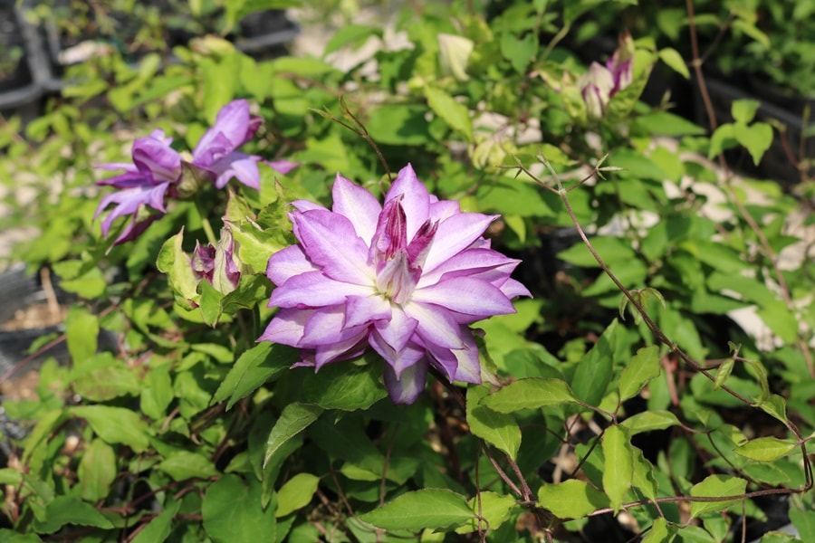 クレマチス 'あなたの心を映す鏡’　系統：パテンス系　湘南クレマチス園オリジナル　12cmポット