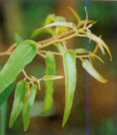 レモンユーカリ　ハーブ苗　5号スリット鉢植え