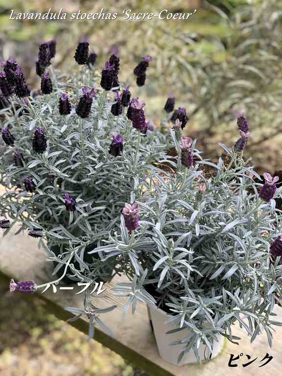 フレンチラベンダー 'サクレクール' ハーブ苗 5号鉢植え | ハーブ苗