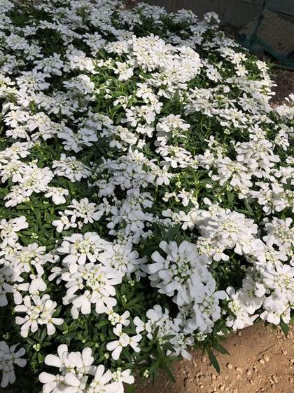 イベリス　’スノーサーファー’　耐寒性宿根草　10.5cmポット