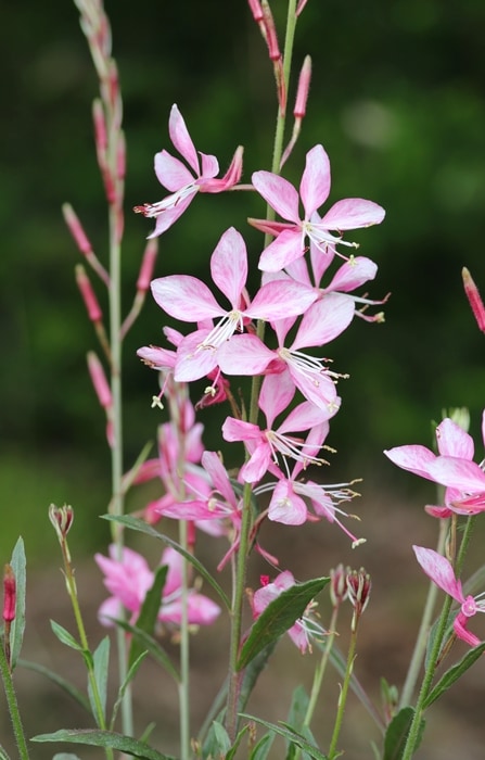 ガウラ ’エミリーン ピンクブーケ’ 耐寒性宿根草 10.5cmポット