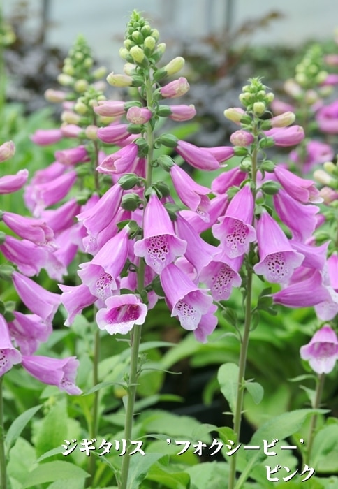 ジギタリス　’フォクシービー’　耐寒性宿根草　10.5cmポット