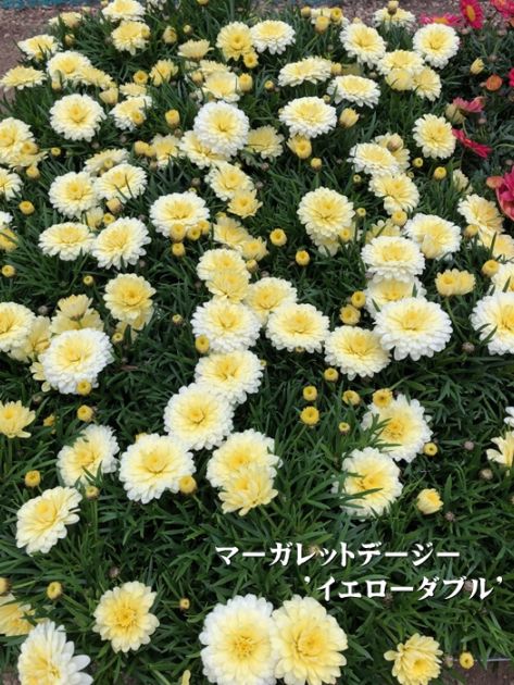 マーガレットデージー　宿根草　10.5cmポット