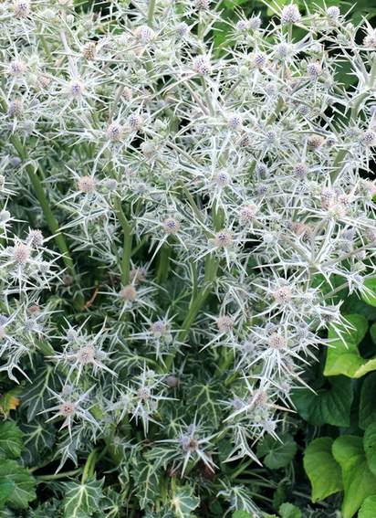 エリンジューム　’バリーフォリウム　ミスマーブル’　耐寒性宿根草　10.5cmポット