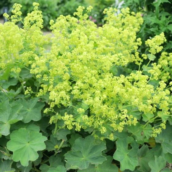 アルケミラ・モリス  ‘ロブスティガ’　耐寒性宿根草　10.5cmポット