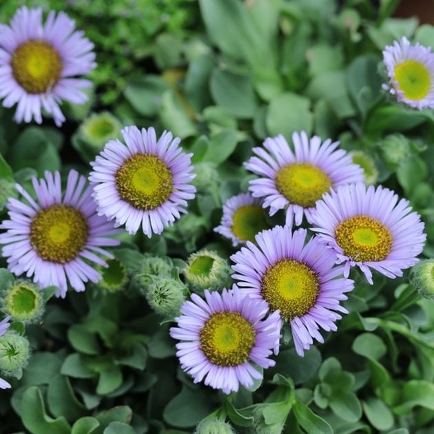 エリゲロン　’ビーチボーイ　ブルー’　耐寒性宿根草　10.5cmポット