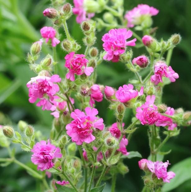 シレネ　’ファイヤーフライ’　耐寒性宿根草　10.5cmポット