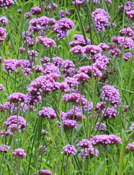 宿根バーベナ　’ポナリエンシス　バニティ’　耐寒性宿根草　10.5cmポット