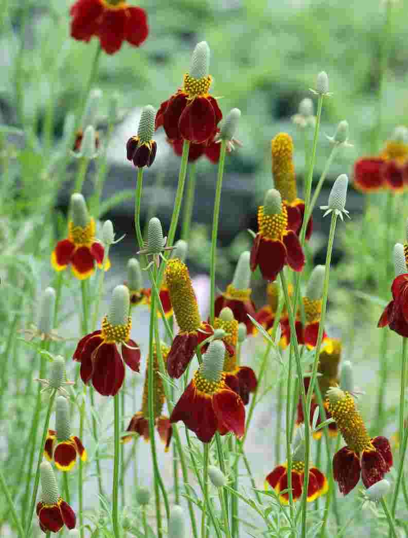 ラティビダ　’レッドミジェット’（メキシカンハット）耐寒性宿根草　10.5cmポット