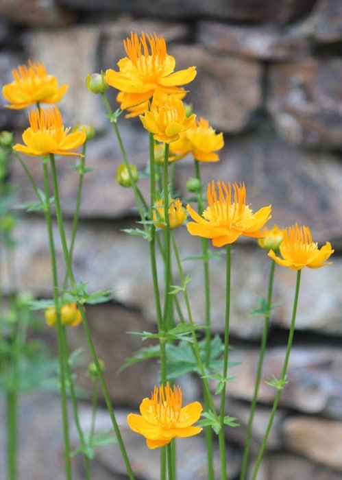 トロリウス　耐寒性宿根草　10.5cmポット