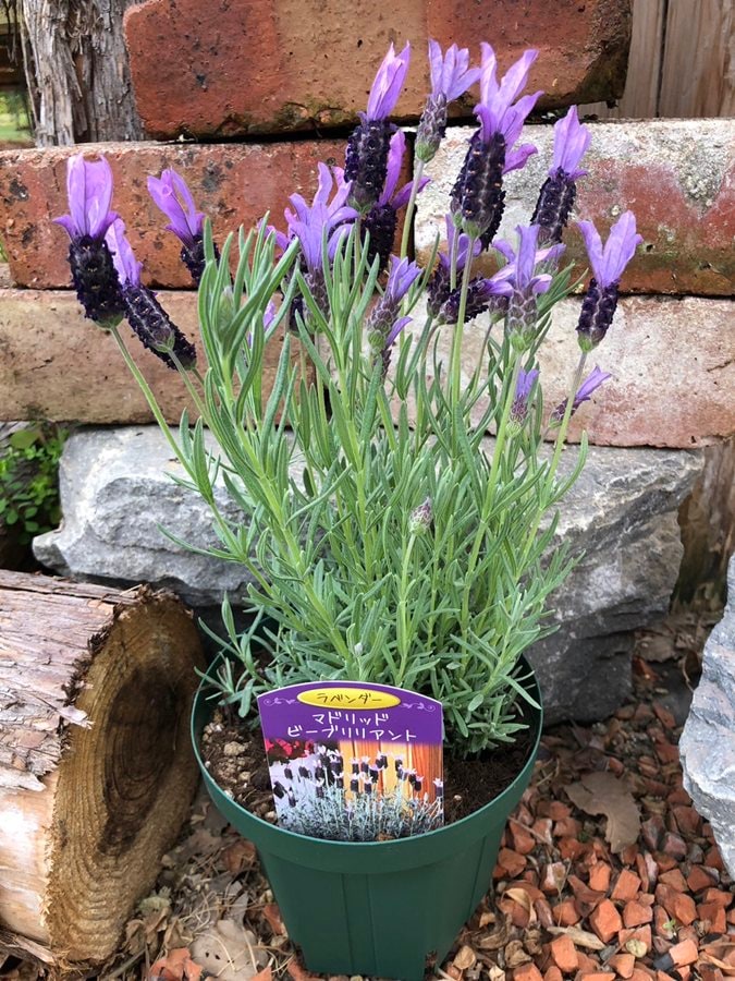 ストエカスラベンダー　マドリッドシリーズ　’ビーブリリアント’　フレンチラベンダー　ハーブ苗　5号スリット鉢植え