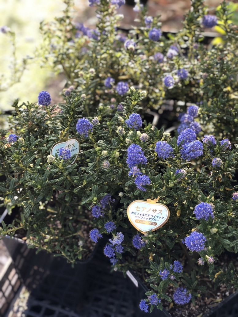セアノサス 'カリフォルニアライラック' 常緑低木 青花 7号鉢植え