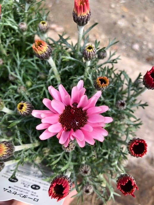 ローダンセマム　’プリマリア’　耐寒性宿根草　10.5cmポット