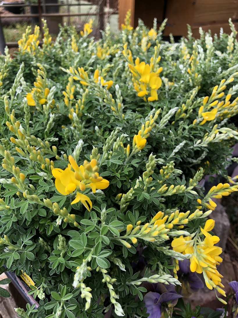 姫エニシダ（ヒメエニシダ）　落葉低木　5号スリット鉢植え