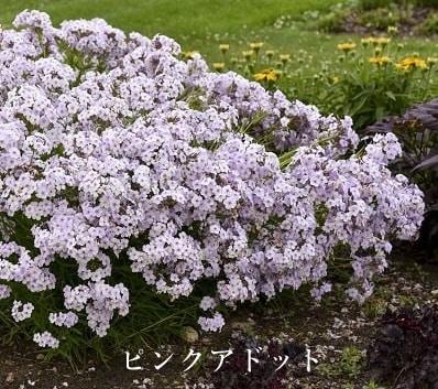 フロックス ’オープニングアクト’　宿根フロックス　11cmPWトールポット