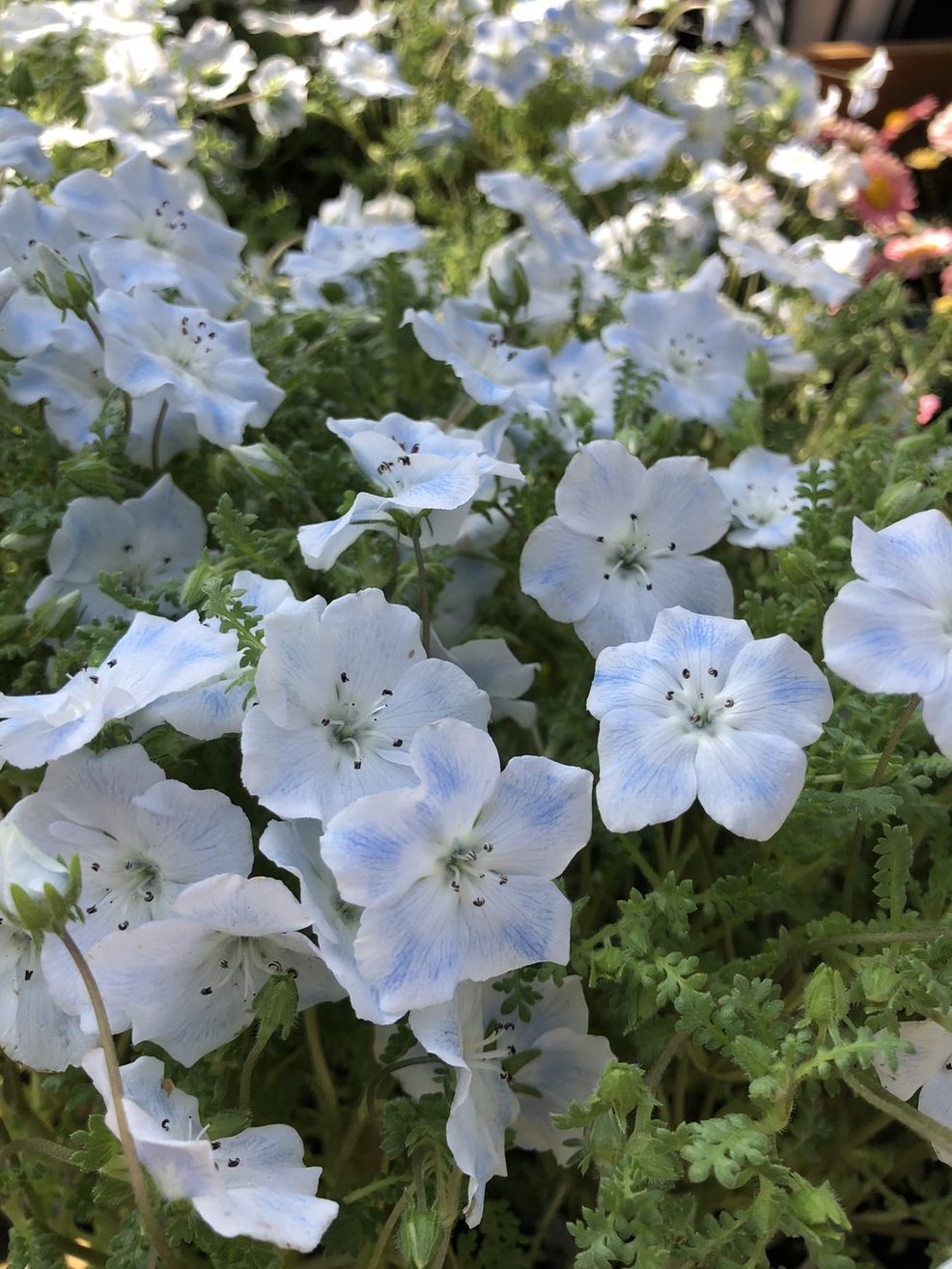 ネモフィラ　’ベイビーブルー’　10.5cmポット　花付き