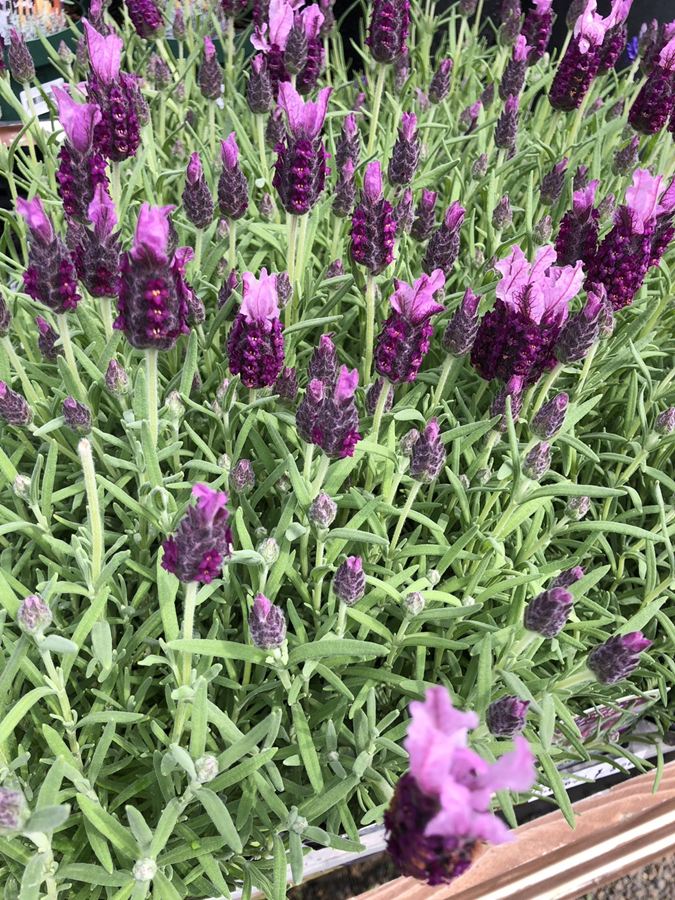 ストエカスラベンダー　’バルセロナローズ’　花付き　フレンチラベンダー　ハーブ苗　5号スリット鉢植え