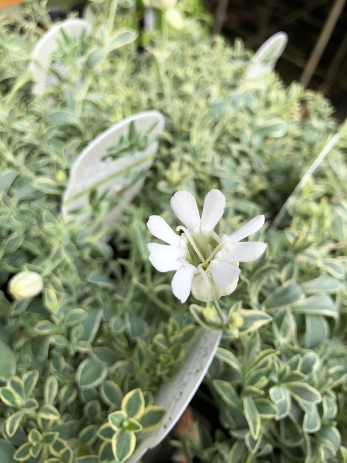 シレネ　’ドレッツバリエガータ’　宿根草　9cmポット