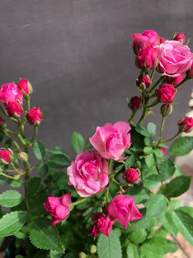 ミニバラ　’みさき’　5号スリット鉢植え　バラ苗