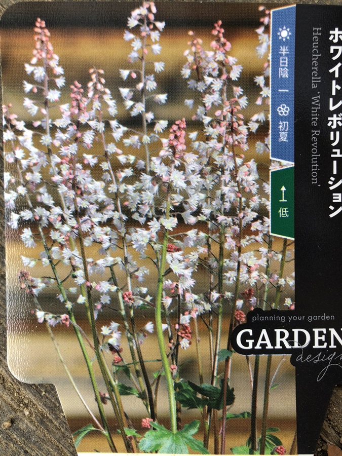 ヒューケラ　’ホワイトレボリューション’　 宿根草 　10.5cmポット
