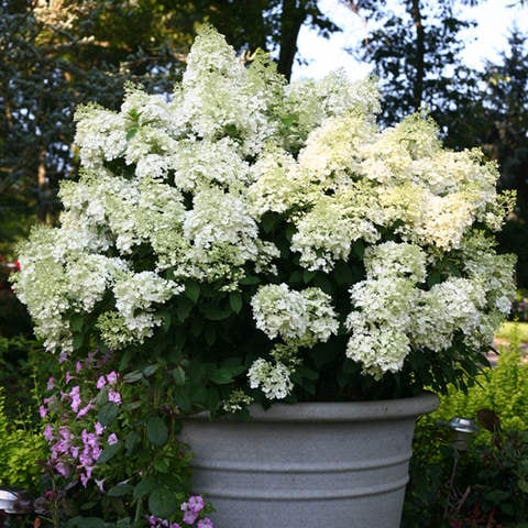 ノリウツギ  ’ミニホイップ’　耐寒性落葉低木　6号鉢植え