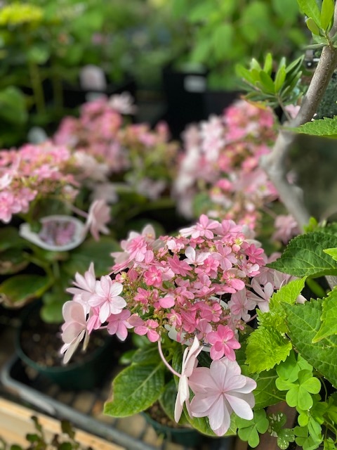 アジサイ  ’ダンスパーティー’　耐寒性落葉低木　5号スリット鉢植え