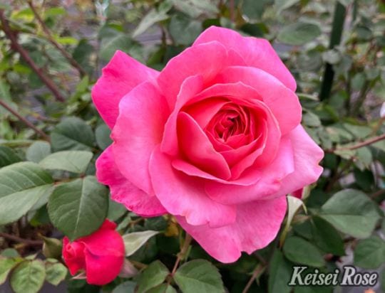 花雫（大苗予約）7号鉢植え 四季咲き中輪房咲き バラ苗 《品種登録出願