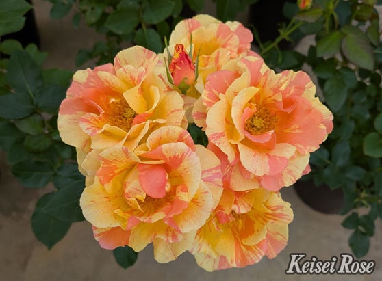 ミニバラ 'モカ' 6号鉢植え 四季咲き バラ苗（接木苗） | バラ苗 Roses