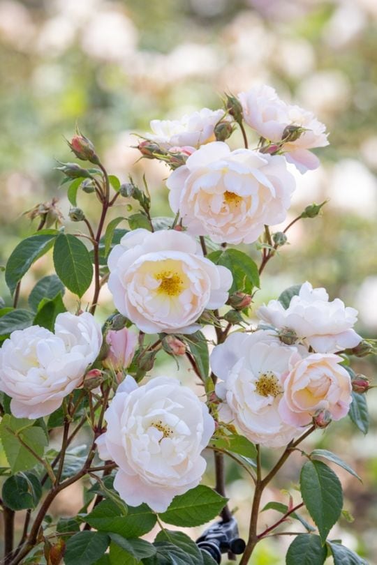 バラ苗 Roses | バラとハーブの専門ショップ 大神（おおが）ファーム