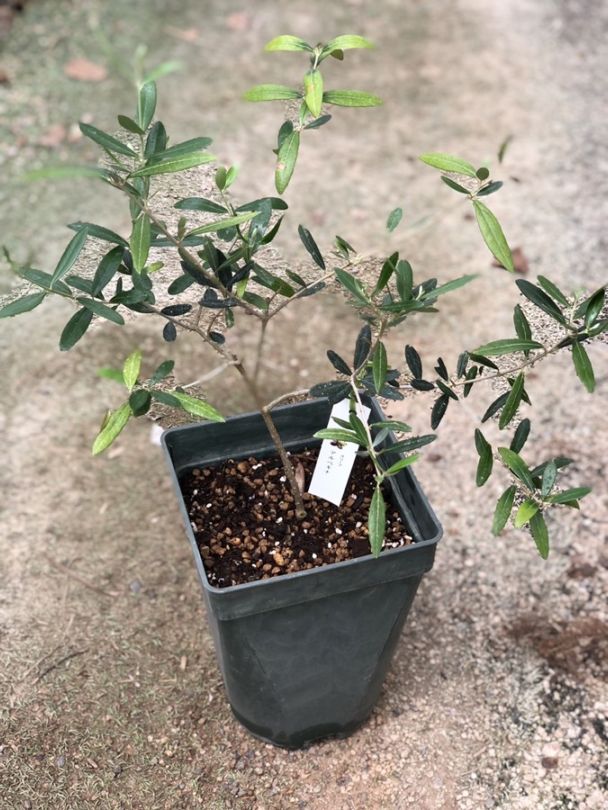 オリーブ・アルベルキーナ  　果樹　7号鉢植え