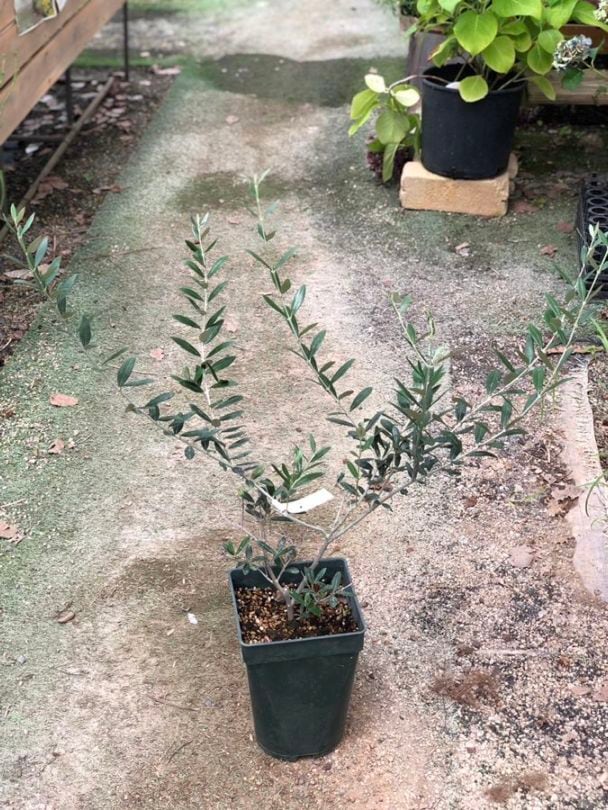 オリーブ・マンザニロ 　果樹　7号鉢植え