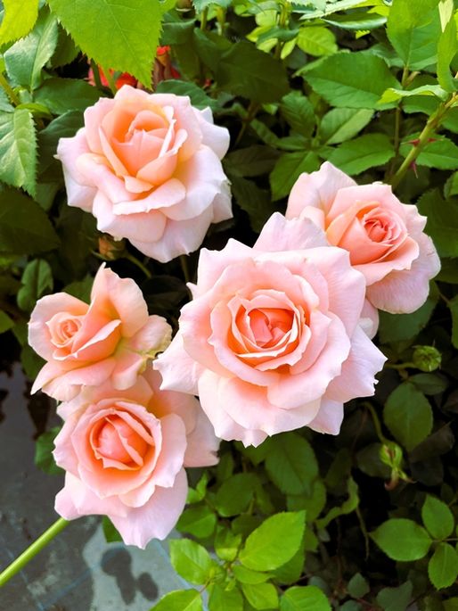 バラ苗,フローリスト＆ガーデナーローズ F&G Roses | バラとハーブの