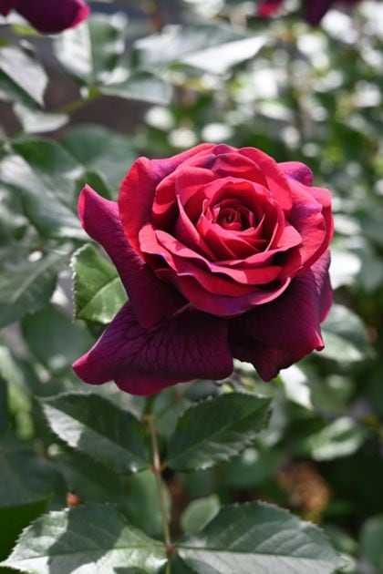 ニコロ・パガニーニ（大苗予約）7号鉢植え 四季咲き中輪房咲き系