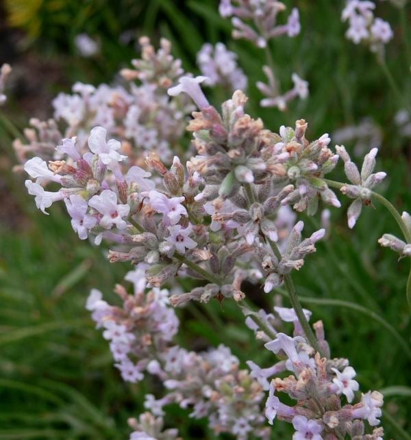 ラベンダー ナナロゼア イングリッシュ系 ハーブ苗 ピンク花 ハーブ苗 ラベンダー バラとハーブの専門ショップ 大神 おおが ファーム ラベンダー ナナロゼア イングリッシュ系 ハーブ苗 ピンク花 ハーブ苗 ラベンダー バラとハーブの専門ショップ 大神 おおが ファーム