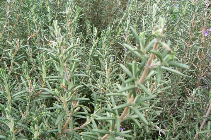 ローズマリー・コルシカン　ハーブ苗