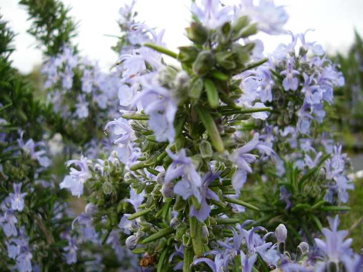 ローズマリー・ダンシングウォーター(半ほふく性) ハーブ苗