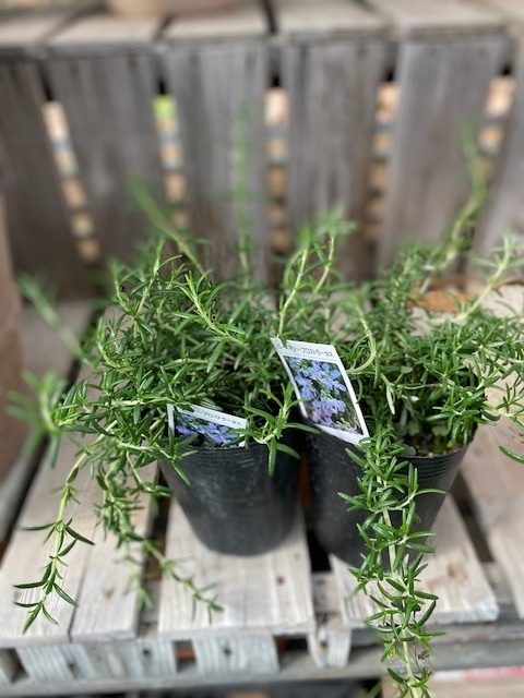 ローズマリー・プロストラータス（半ほふく性） ハーブ苗 9cmポット