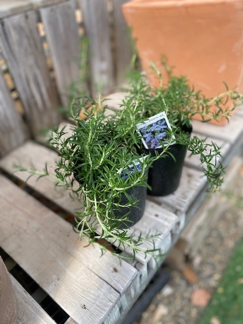 M9 ハーブ ローズマリー 新芽カット枝100本以上 ネコポス M9