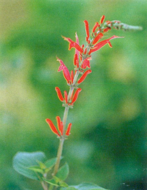 パイナップル・セージ ハーブ苗 | ハーブ苗 Herbs,アイウエオ順,サ行 