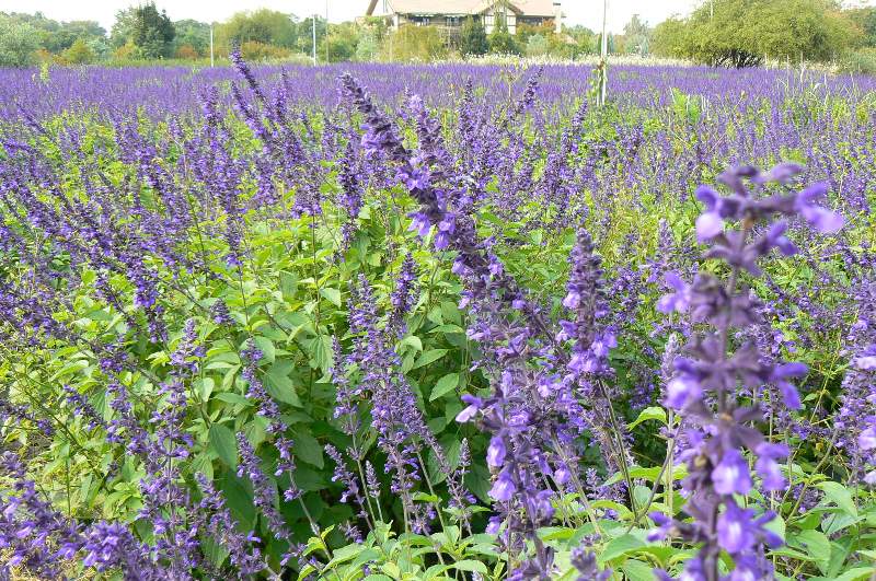 ラベンダー・セージ ハーブ苗 | ハーブ苗 Herbs,アイウエオ順,サ行